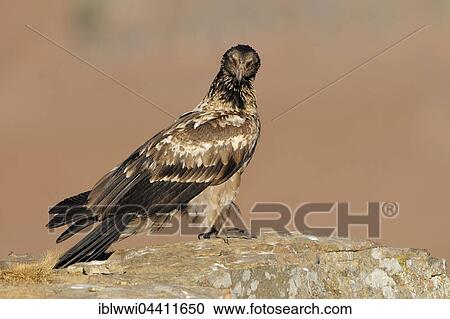 Stock Image - Immature bearded vulture (Gypaetus barbatus), Giant's Castle National Park, Kwazulu-Natal, South Africa, Africa. Fotosearch