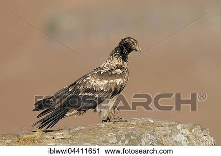 Stock Image - Immature bearded vulture (Gypaetus barbatus), Giant's Castle National Park, Kwazulu-Natal, South Africa, Africa. Fotosearch