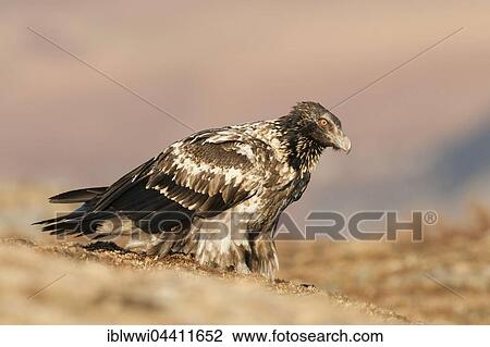 Stock Image - Immature bearded vulture (Gypaetus barbatus), Giant's Castle National Park, Kwazulu-Natal, South Africa, Africa. Fotosearch