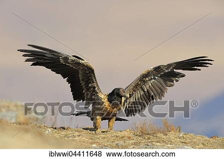 Immature bearded vulture (Gypaetus barbatus) spreading wings after landing. Giant's Castle National Park, Kwazulu-Natal, South Africa, Africa View Large Photo Image Stock Photo - Immature bearded vulture (Gypaetus barbatus) spreading wings after landing. Giant's Castle National Park, Kwazulu-Natal, South Africa, Africa. Fotosearch