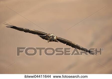 Picture - Immature bearded vulture in flight (Gypaetus barbatus), Giant's Castle National Park, Kwazulu-Natal, South Africa, Africa. Fotosearch