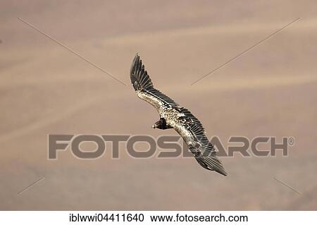 Immature bearded vulture in flight (Gypaetus barbatus), Giant's Castle National Park, Kwazulu-Natal, South Africa, Africa View Large Photo Image Stock Image - Immature bearded vulture in flight (Gypaetus barbatus), Giant's Castle National Park, Kwazulu-Natal, South Africa, Africa. Fotosearch