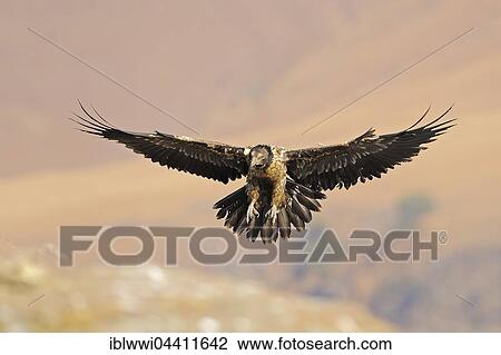 Stock Image - Immature bearded vulture in flight (Gypaetus barbatus), landing on a rock. Giant's Castle National Park, Kwazulu-Natal, South Africa, Africa. Fotosearch