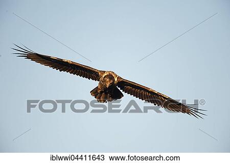 Stock Image - Immature bearded vulture in flight (Gypaetus barbatus), Giant's Castle National Park, Kwazulu-Natal, South Africa, Africa. Fotosearch