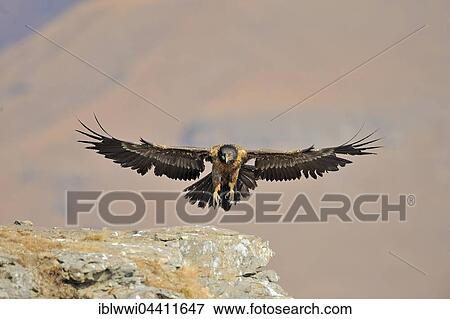 Stock Photo - Immature bearded vulture in flight (Gypaetus barbatus), Giant's Castle National Park, Kwazulu-Natal, South Africa, Africa. Fotosearch