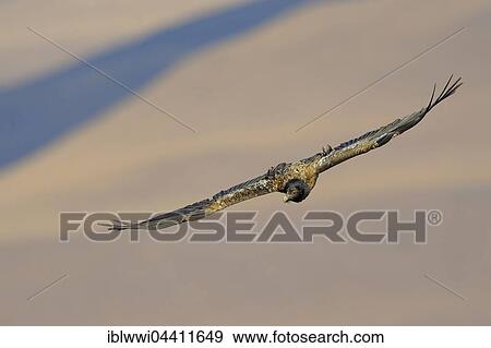 Stock Photo - Immature bearded vulture in flight (Gypaetus barbatus), Giant's Castle National Park, Kwazulu-Natal, South Africa, Africa. Fotosearch