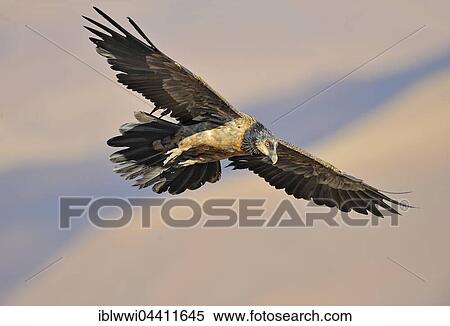 Stock Photography - Immature bearded vulture in flight (Gypaetus barbatus), Giant's Castle National Park, Kwazulu-Natal, South Africa, Africa. Fotosearch