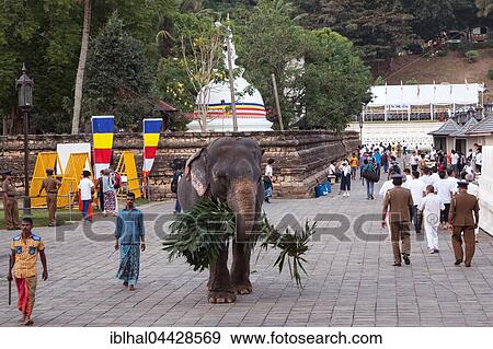 Indian elephant (Elephas maximus), working, Temple of the Sacred Tooth Relic, people in courtyard, Kandy, Central Province, Sri Lanka, Asia View Large Photo Image Stock Photo - Indian elephant (Elephas maximus), working, Temple of the Sacred Tooth Relic, people in courtyard, Kandy, Central Province, Sri Lanka, Asia. Fotosearch