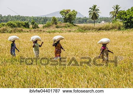 Stock Photo - Indian women carry rice sacks on their heads through rice field, Uttamapalaiyam, Tamil Nadu, India, Asia. Fotosearch