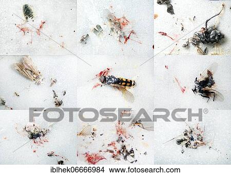 Picture - Insect mortality due to road traffic, insects killed by impact on car number plates, traffic reduces insect populations by up to 23, 5%, Brandenburg, Germany, Europe. Fotosearch