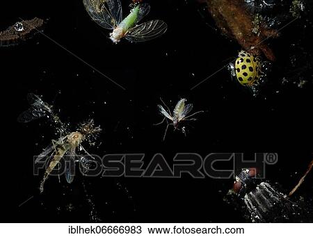 Stock Image - Insect mortality, water, rain barrel, vessels with smooth walls become death traps for insects when drinking, Berlin, Germany, Europe. Fotosearch