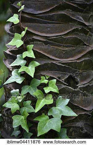 Ivy growing on ivory palm tree trunk, (Phytelephas macrocarpa), Jardín de Aclimatión de La Orotava, Botanical Gardens, Puerto de la Cruz, Tenerife, Spain, Europe View Large Photo Image Stock Photograph - Ivy growing on ivory palm tree trunk, (Phytelephas macrocarpa), Jardín de Aclimatión de La Orotava, Botanical Gardens, Puerto de la Cruz, Tenerife, Spain, Europe. Fotosearch