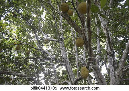 Jackfruit (Artocarpus heterophyllus) with ripe fruits, Asentamento Areia, Trairão District, Pará, Brazil, South America View Large Photo Image Stock Photography - Jackfruit (Artocarpus heterophyllus) with ripe fruits, Asentamento Areia, Trairão District, Pará, Brazil, South America. Fotosearch