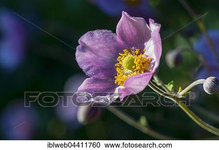 Japanese anemone (Anemone hupehensis), Germany, Europe View Large Photo Image Stock Image - Japanese anemone (Anemone hupehensis), Germany, Europe. Fotosearch
