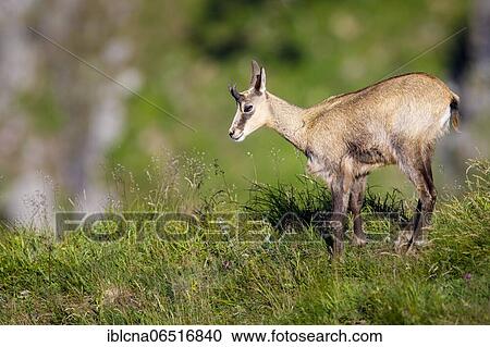 Stock Image - Juvenile chamois (Rupicapra rupicapra), animal child, Vosges, France, Europe. Fotosearch