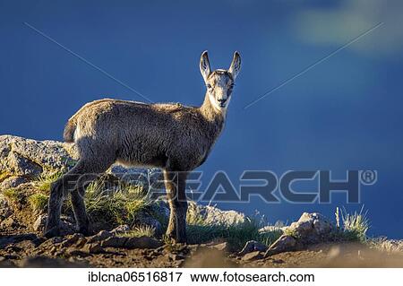 Stock Photo - Juvenile chamois (Rupicapra rupicapra), animal child, Vosges, France, Europe. Fotosearch