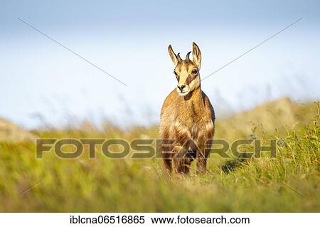 Stock Photography - Juvenile chamois (Rupicapra rupicapra), animal child, Vosges, France, Europe. Fotosearch