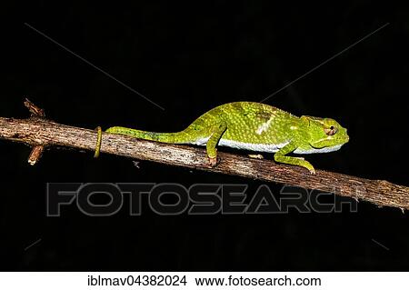 Juvenile male two-horned chameleon (Furcifer bifidus), Andasibe-Mantadia National Park, Alaotra-Mangoro, Madagascar, Africa View Large Photo Image Picture - Juvenile male two-horned chameleon (Furcifer bifidus), Andasibe-Mantadia National Park, Alaotra-Mangoro, Madagascar, Africa. Fotosearch