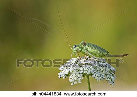 Picture - Katydid (Tettigonioidea) on flower, Middle Elbe Biosphere Reserve, Saxony-Anhalt, Germany, Europe. Fotosearch