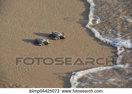 Kemp's Ridley Sea Turtle (Lepidochelys kempii), baby turtles walking towards surf, South Padre Island, South Texas, Texas, USA, North America View Large Photo Image Stock Image - Kemp's Ridley Sea Turtle (Lepidochelys kempii), baby turtles walking towards surf, South Padre Island, South Texas, Texas, USA, North America. Fotosearch