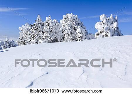 Kiefer Group, Bernese Alps, Switzerland, Europe View Large Photo Image Stock Image - Kiefer Group, Bernese Alps, Switzerland, Europe. Fotosearch