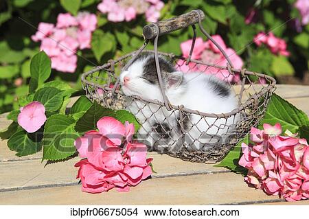 Kitten, Pet, Switzerland, Europe View Large Photo Image Picture - Kitten, Pet, Switzerland, Europe. Fotosearch