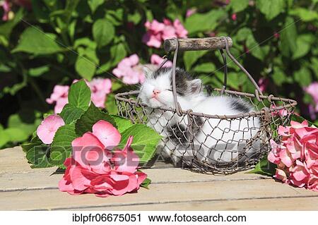 Stock Image - Kitten, Pet, Switzerland, Europe. Fotosearch