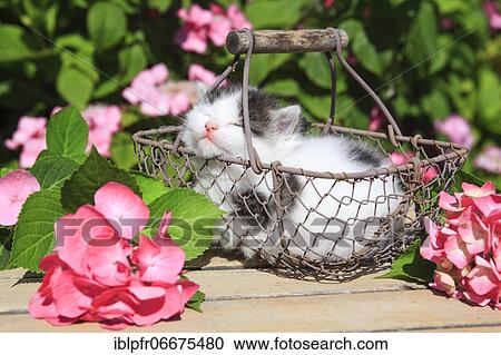 Stock Image - Kitten, Pet, Switzerland, Europe. Fotosearch