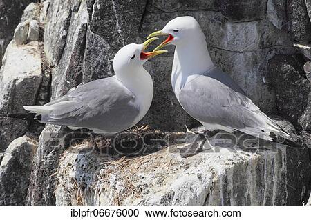 Stock Image - Kittiwakes (Rissa tridactyla), Scotland, Great Britain. Fotosearch