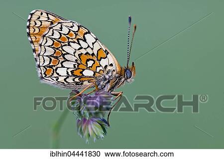 Knapweed fritillary (Melitaea phoebe), Middle Elbe Biosphere Reserve, Saxony-Anhalt, Germany, Europe View Large Photo Image Stock Image - Knapweed fritillary (Melitaea phoebe), Middle Elbe Biosphere Reserve, Saxony-Anhalt, Germany, Europe. Fotosearch