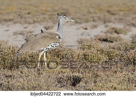 Kori Bustard (Ardeotis kori), Etosha National Park, Namibia, Africa View Large Photo Image Stock Image - Kori Bustard (Ardeotis kori), Etosha National Park, Namibia, Africa. Fotosearch