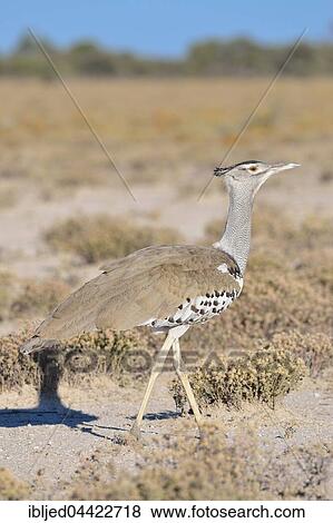 Kori Bustard (Ardeotis kori), Etosha National Park, Namibia, Africa View Large Photo Image Stock Photo - Kori Bustard (Ardeotis kori), Etosha National Park, Namibia, Africa. Fotosearch