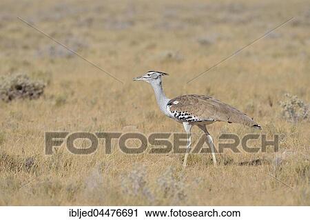 Kori bustard (Ardeotis kori), in dry grass, Etosha National Park, Namibia, Africa View Large Photo Image Stock Image - Kori bustard (Ardeotis kori), in dry grass, Etosha National Park, Namibia, Africa. Fotosearch