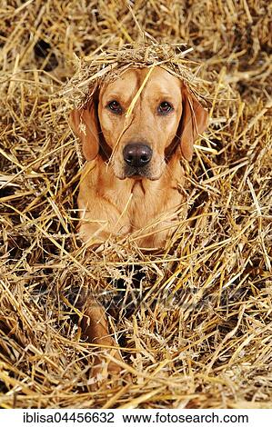 Labrador Retriever, bitch, yellow, lying in straw View Large Photo Image Stock Image - Labrador Retriever, bitch, yellow, lying in straw. Fotosearch
