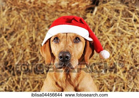 Picture - Labrador Retriever, bitch, yellow, with Santa hat. Fotosearch