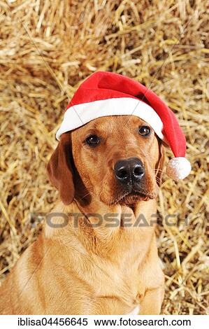 Labrador Retriever, dog, yellow, with Santa hat View Large Photo Image Stock Photography - Labrador Retriever, dog, yellow, with Santa hat. Fotosearch