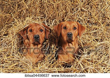Labrador Retrievers, dog and bitch, yellow, lying in straw View Large Photo Image Stock Photo - Labrador Retrievers, dog and bitch, yellow, lying in straw. Fotosearch
