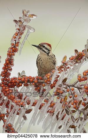 Ladder-backed woodpecker (Picoides scalaris), adult male perched on icy branch of yaupon holly or cassina (Ilex vomitoria) with berries, Hill Country, Texas, USA, North America View Large Photo Image Stock Photo - Ladder-backed woodpecker (Picoides scalaris), adult male perched on icy branch of yaupon holly or cassina (Ilex vomitoria) with berries, Hill Country, Texas, USA, North America. Fotosearch