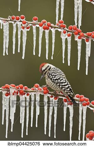 Stock Photograph - Ladder-backed woodpecker (Picoides scalaris), adult male perched on icy branch of meadow holly (Ilex decidua) with berries, Hill Country, Texas, USA, North America. Fotosearch