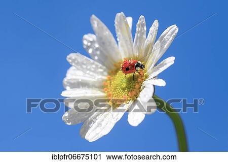 Ladybird on daisy, Switzerland, Europe View Large Photo Image Stock Image - Ladybird on daisy, Switzerland, Europe. Fotosearch