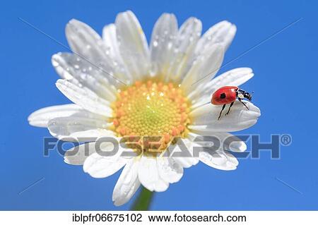 Ladybird on daisy, Switzerland, Europe View Large Photo Image Stock Image - Ladybird on daisy, Switzerland, Europe. Fotosearch