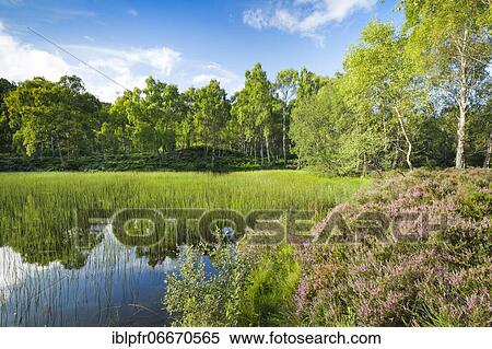 Lake in Craigellachie National Nature Reserve, Scotland, Great Britain View Large Photo Image Stock Photography - Lake in Craigellachie National Nature Reserve, Scotland, Great Britain. Fotosearch