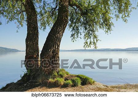 Lake Murten, Vaud, Switzerland, Europe View Large Photo Image Stock Photography - Lake Murten, Vaud, Switzerland, Europe. Fotosearch