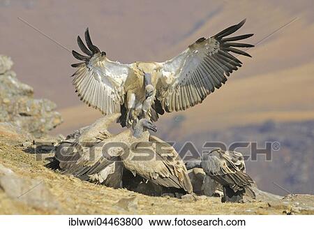 Stock Image - Landing Cape vulture (Gyps coprotheres), Giant's Castle National Park, Natal, South Africa, Africa. Fotosearch