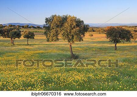 Landscape in Sierra de Andújar National Park, Andalusia, Spain, Europe View Large Photo Image Stock Photograph - Landscape in Sierra de Andújar National Park, Andalusia, Spain, Europe. Fotosearch