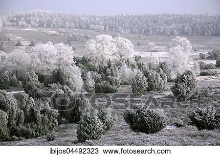 Landscape, Lueneburg Heath with hoarfrost, Lower Saxony, Germany, Europe View Large Photo Image Stock Image - Landscape, Lueneburg Heath with hoarfrost, Lower Saxony, Germany, Europe. Fotosearch