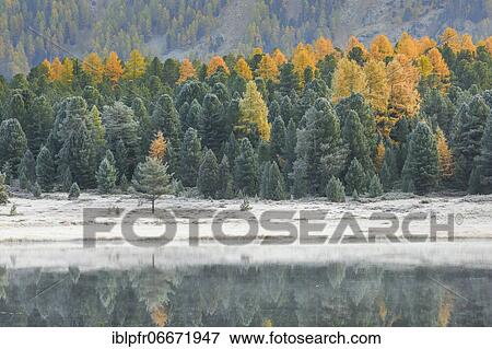 Larch and spruce forest on Lake Stazersee, Switzerland, Europe View Large Photo Image Stock Photo - Larch and spruce forest on Lake Stazersee, Switzerland, Europe. Fotosearch