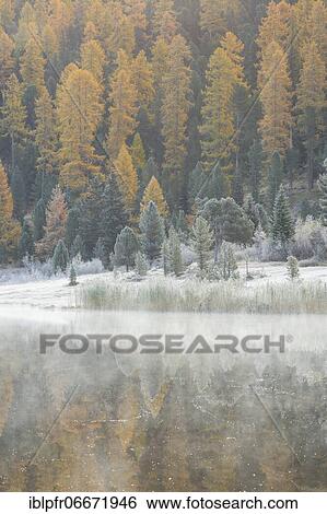 Larch and spruce forest on Lake Stazersee, Switzerland, Europe View Large Photo Image Stock Photograph - Larch and spruce forest on Lake Stazersee, Switzerland, Europe. Fotosearch