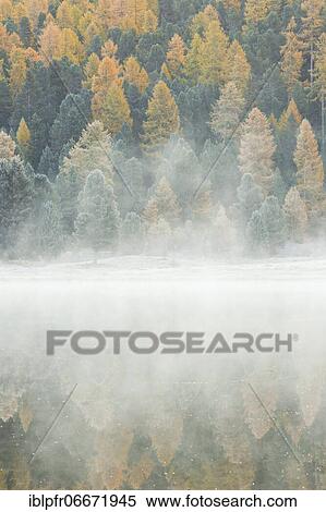 Larch and spruce forest on Lake Stazersee, Switzerland, Europe View Large Photo Image Stock Photography - Larch and spruce forest on Lake Stazersee, Switzerland, Europe. Fotosearch