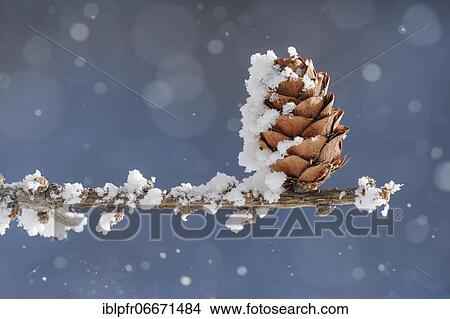 Larch cone with hoarfrost, winter, Switzerland, Europe View Large Photo Image Picture - Larch cone with hoarfrost, winter, Switzerland, Europe. Fotosearch